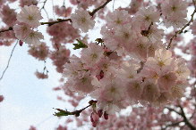 Schlosspark Schwetzingen, Japanische Kirschbäume
